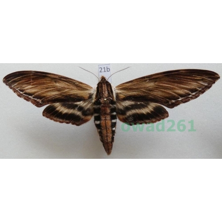Sphinx kalmiae J.E. Smith, 1797 ex. ovo Canada 102mm21b